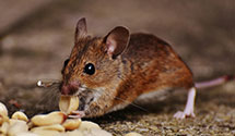 24 Hour & Emergency Exterminators in Ladiesburg, MD